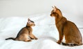 Mom adult cat, small little newborn kitty. Wild-colored kitten of Abyssinian cat breed on soft white blanket playing in Royalty Free Stock Photo