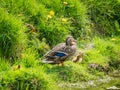 Mom and babies Mallard in a streambed