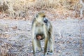 Mom and baby baboon