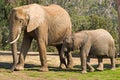 Mom and Baby Elephants Royalty Free Stock Photo
