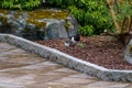 Mom and baby eurasian oystercatcher, Haematopus ostralegus, in the garden Royalty Free Stock Photo