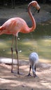 Mom and Baby Flamingo