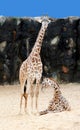 Mom and baby giraffe Royalty Free Stock Photo