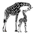 mom and baby giraffe monochrome illustration Royalty Free Stock Photo