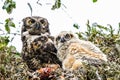 Mom and baby great horned owls in nest