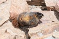 Mom and Baby Marmot