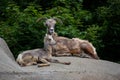 Mom and baby mountain bighorn sheep