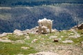 Mom and Baby Mountain Goat in Mount Evans Royalty Free Stock Photo