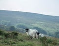 Mom and baby sheep grazing in English hills