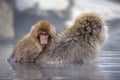 Mom and baby snow monkeys in a shallow body of water in Jigokudani Monkey Park, Japan Royalty Free Stock Photo