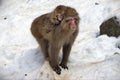 Mom and baby snow monkeys standing on a snow-covered ground in Jigokudani Monkey Park, Japan Royalty Free Stock Photo