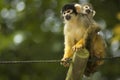 Mom And Baby Squirrel Monkeys Royalty Free Stock Photo