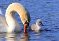 Swan full of admiration for her baby