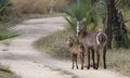 Mom and baby Waterbuck Royalty Free Stock Photo