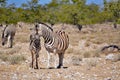 Mom and baby zebra Royalty Free Stock Photo