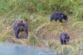 Mom and Bear Cubs Prowling the River Bank