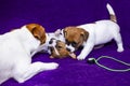 Mom bitch jack russell terrier teaches her puppies through the game to growl and bark, bite, on a purple background