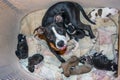 Mom with ten small puppies