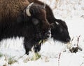 Mom and Calf Bison Royalty Free Stock Photo