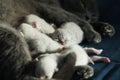 Mom cat feeding British Shorthair lilac kittens, newborns on blue background Royalty Free Stock Photo