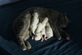 Mom cat feeding British Shorthair lilac kittens, newborns on blue background Royalty Free Stock Photo