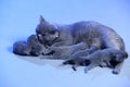 Cat feeding her new born kittens, blue background Royalty Free Stock Photo