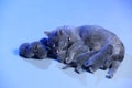 Cat feeding her new born kittens, blue background Royalty Free Stock Photo