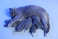 Cat feeding her new born kittens, blue background Royalty Free Stock Photo