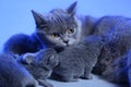 Cat feeding her new born kittens, blue background Royalty Free Stock Photo