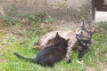 Mom cat feeding little kitty in the garden Royalty Free Stock Photo