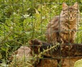 Mom cat with her two puppies in a garden, nature, pet, kitten Royalty Free Stock Photo