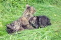 Mom cat with lttle kitten Royalty Free Stock Photo