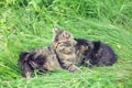 Mom cat with lttle kitten Royalty Free Stock Photo