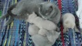 Mom cat takes care of kittens, tradtitional rug