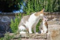 Mom cat washes and licks her little kitten tongue Royalty Free Stock Photo