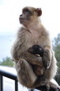 Mom and cub apes of Barbary macaques family living at Gibraltar
