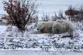 Mom and Cub Resting in the snow