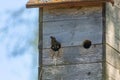 Mom or dad bird flew into the nestbox to feed their chicks. Nestbox on a tree. a bird`s tail protrudes from a birdhouse