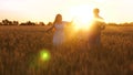 Mom and Dad carry small daughter in arms across field of wheat in beautiful rays of sunset. Baby with parents playing Royalty Free Stock Photo