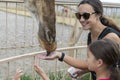 Mom and daughter feed a giraffe. Young attractive tourist woman and daughter feeds cute giraffe. The concept of trust Royalty Free Stock Photo