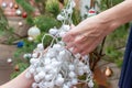 Mom and daughter are unraveling the garland for the New Year tree