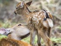 Mom deer licking Fawn, focus on moms eye Royalty Free Stock Photo