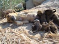 Mom dog breastfeeding her puppies, motherhood. mother, breastfeed, newborns Royalty Free Stock Photo