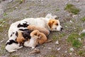 Mom dog and her little puppies are resting on the ground. Homeless street animals