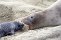 Mom elephant seal vocalizing at newborn pup Royalty Free Stock Photo