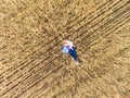 Mom emracing her daughter while lying in golden wheat stems on agricultural field, top view from drone Royalty Free Stock Photo