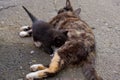 Mom feeding kitten milk.