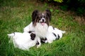 Mom feeds children on the grass Royalty Free Stock Photo