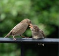 Mom finch feeding baby sitting on black rail