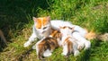 Mom ginger cat breastfeeds ginger kittens on green grass, close-up, copy space, template Royalty Free Stock Photo